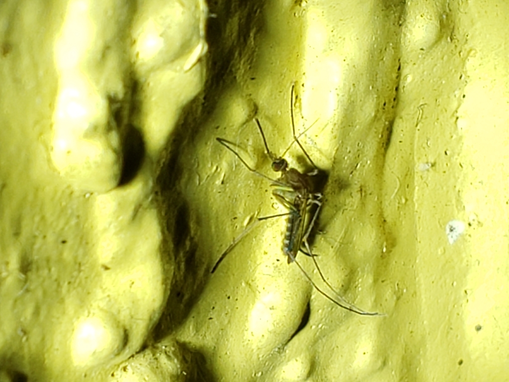 Culex nigripalpus