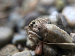 Habronattus pyrrithrix