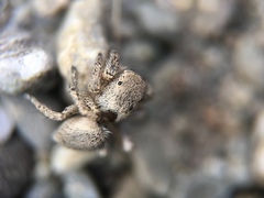 Habronattus pyrrithrix