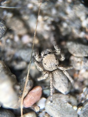 Habronattus pyrrithrix