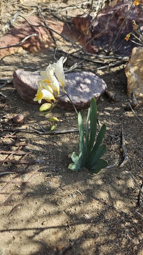 Shy Kammetjie (Freesia occidentalis)