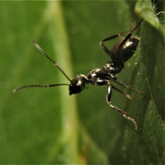 Formica subsericea
