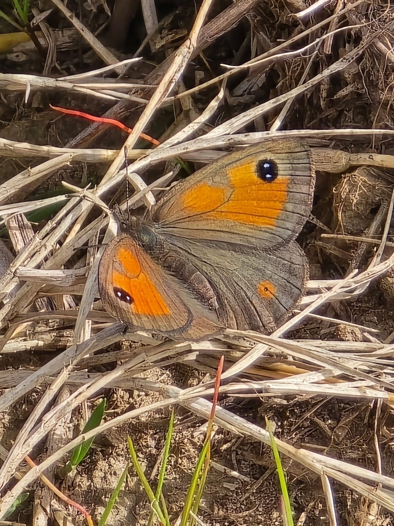 Silver-bottom Brown