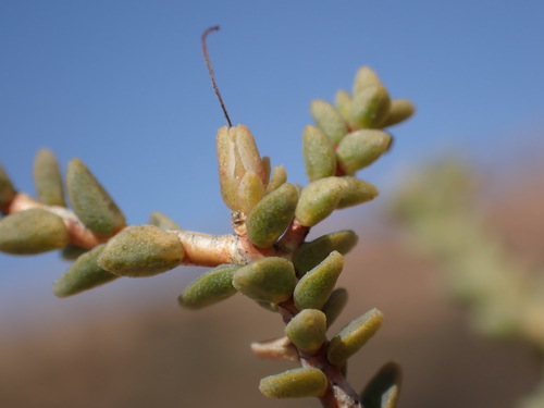Image of Macrostylis tenuis by (c) Ren Hoekstra, some rights reserved (CC BY)