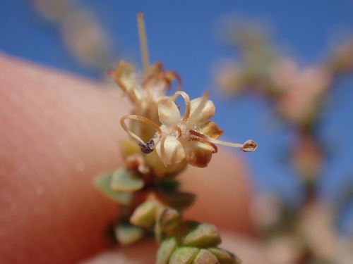 Image of Macrostylis tenuis by (c) Ren Hoekstra, some rights reserved (CC BY)