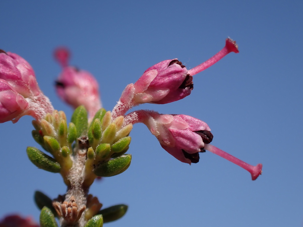 Erica macrotrema