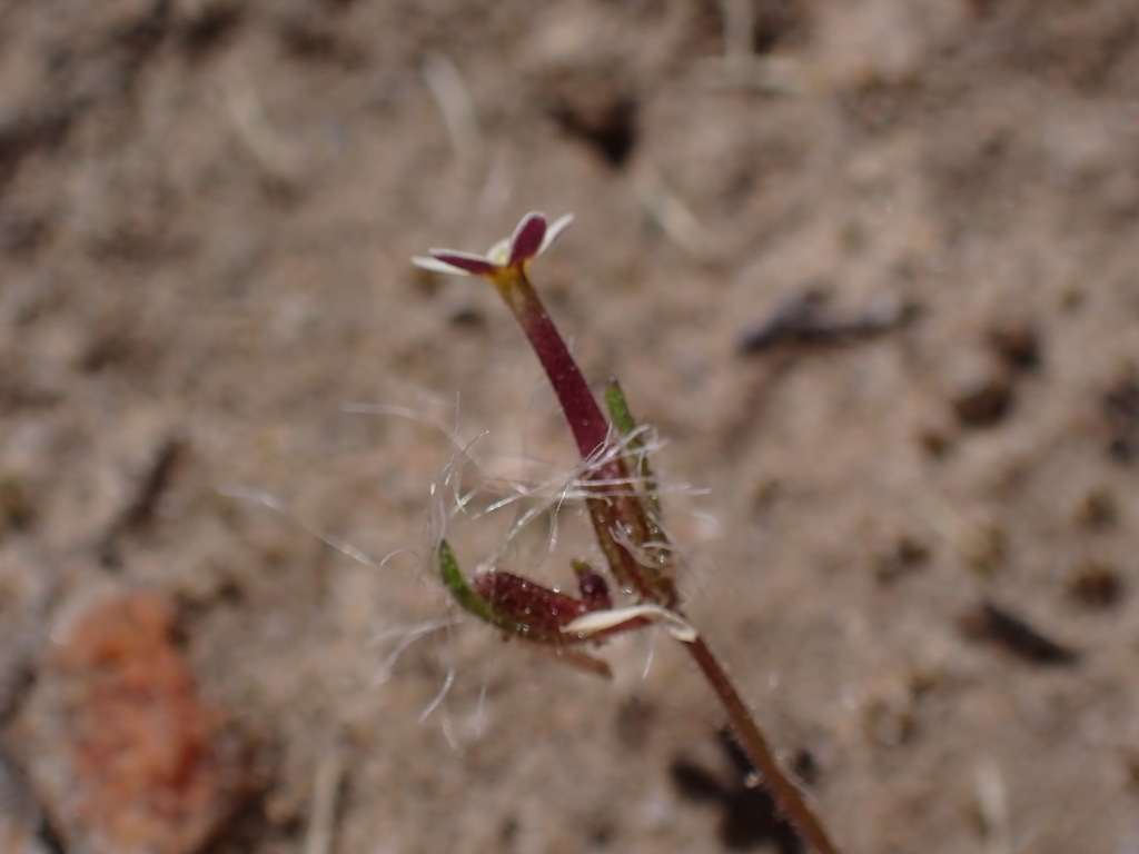 Polycarena aemulans