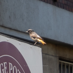 Phoenicurus ochruros