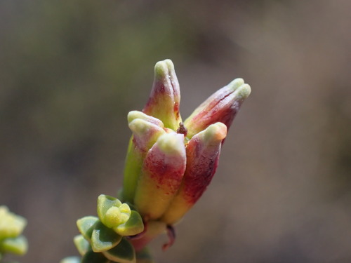 Image of Macrostylis crassifolia by (c) Ren Hoekstra, some rights reserved (CC BY)