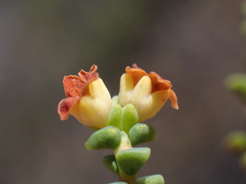 Sandveld Bigstyle (Macrostylis crassifolia)