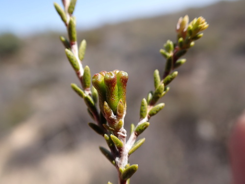 Hairypetal Bitterbuchu (Diosma ramosissima)