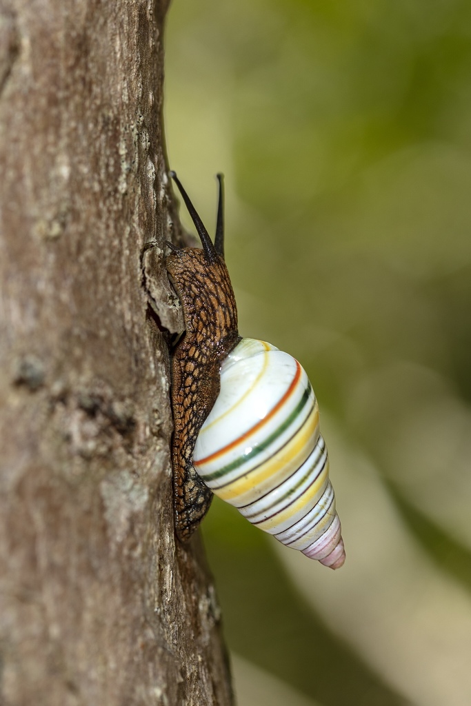 Orthalicoidea