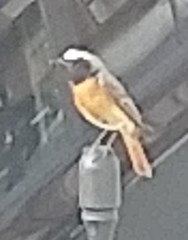 Phoenicurus phoenicurus