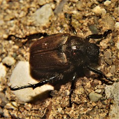 Strigoderma arbicola