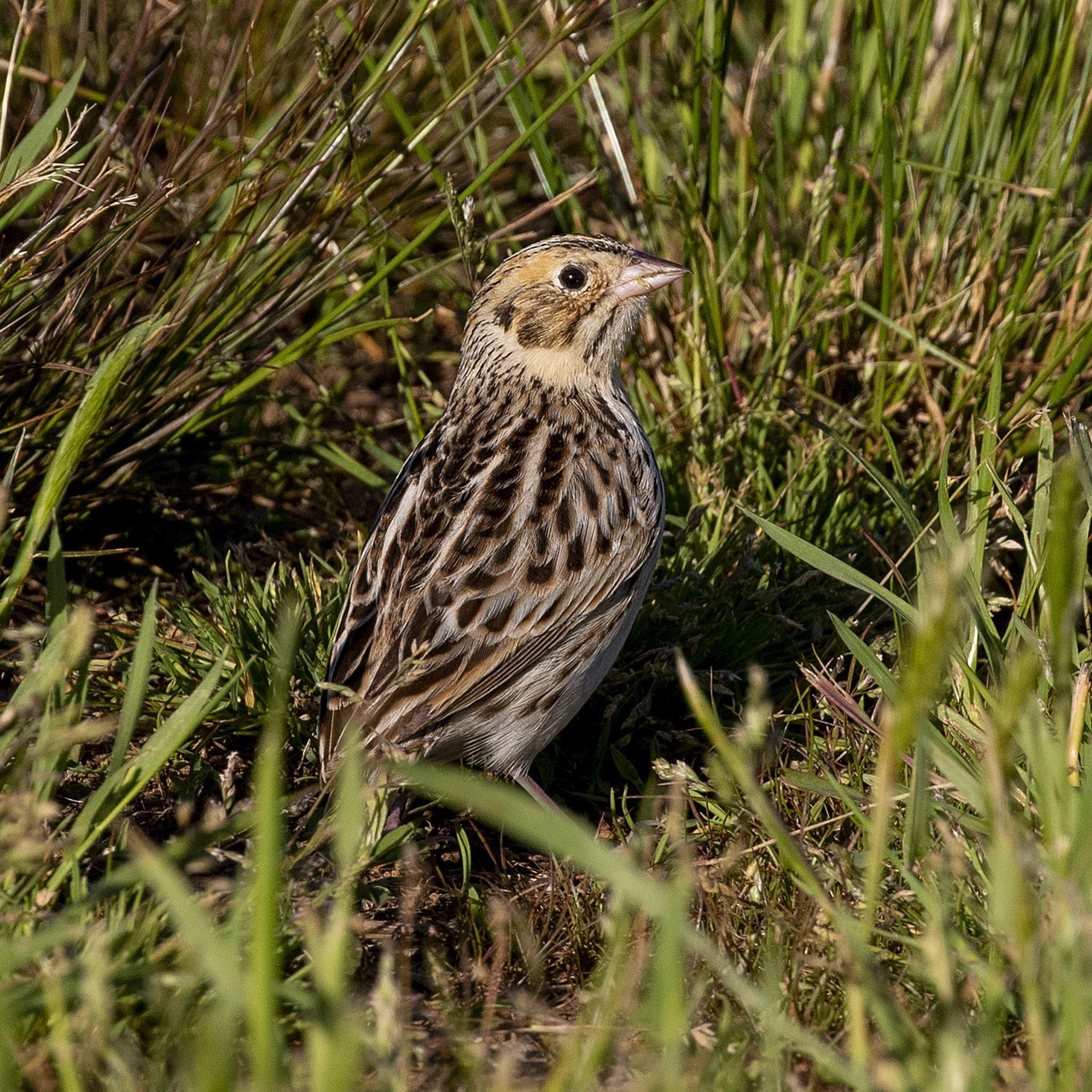 Baird's Sparrow illustration