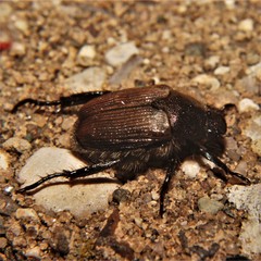Strigoderma arbicola