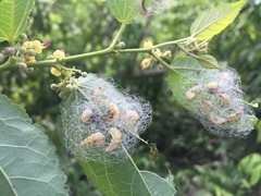 Phelypera distigma