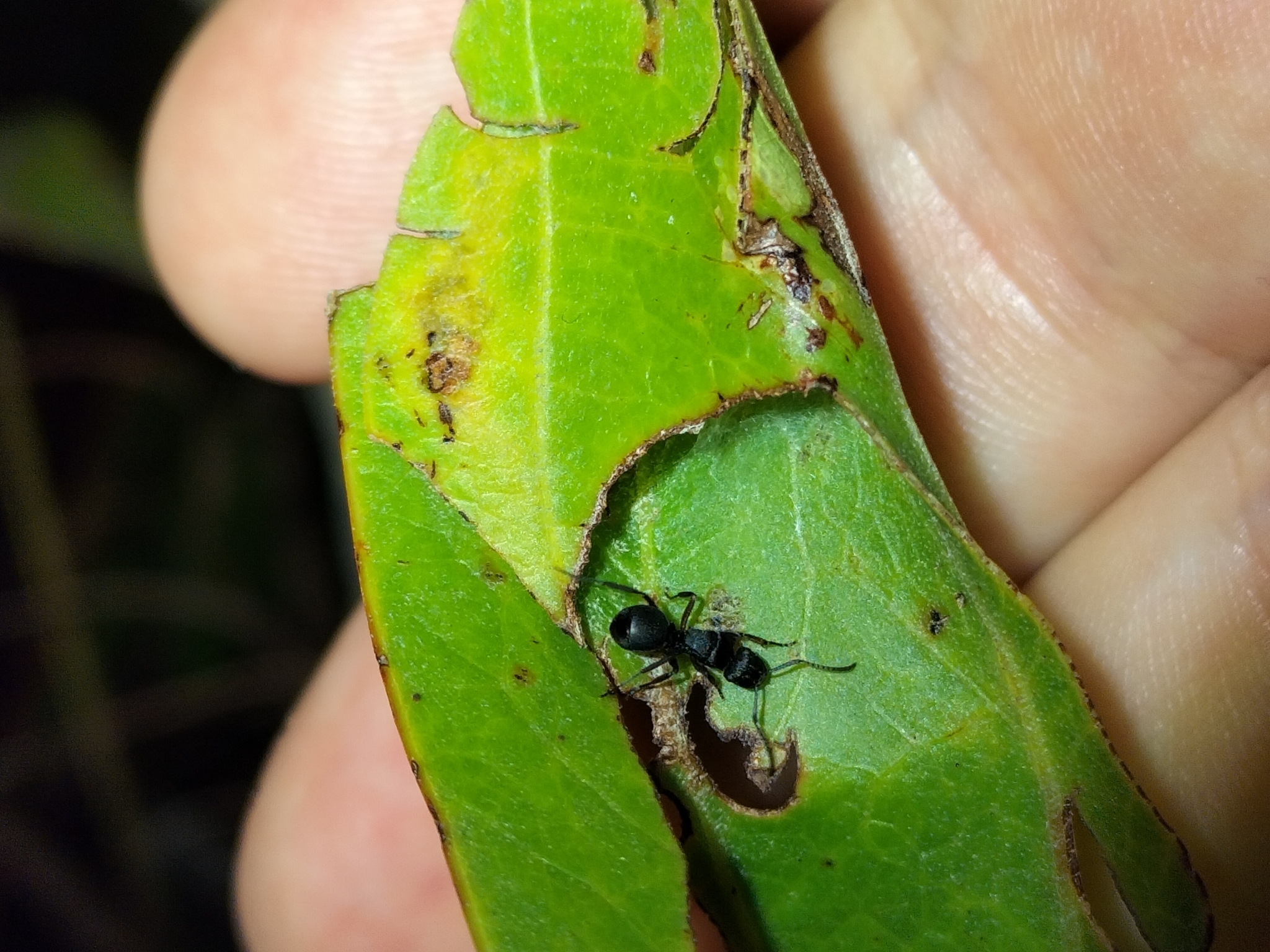 Polyrhachis io