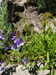 Penstemon strictus