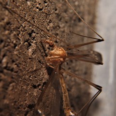 Tipula bicornis