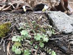 Leavenworthia