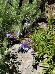 Penstemon strictus