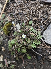 Leavenworthia
