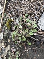 Leavenworthia