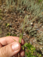 Eragrostis amurensis