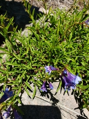 Penstemon strictus