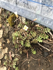Leavenworthia