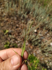 Eragrostis amurensis