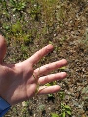 Eragrostis amurensis