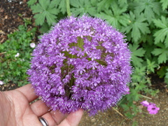Allium giganteum