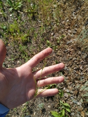 Eragrostis amurensis