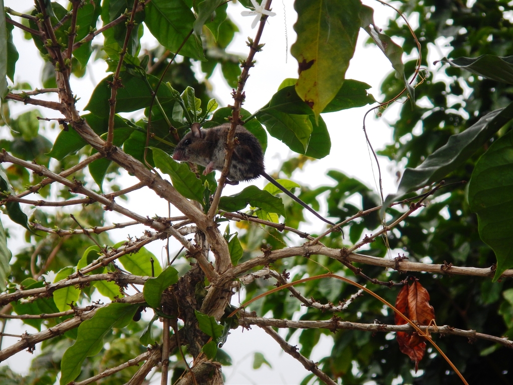 Naked-Eared Deermouse