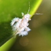 Asian Woolly Hackberry Aphid - Photo (c) Rebecca Marschall, some rights reserved (CC BY-NC), uploaded by Rebecca Marschall