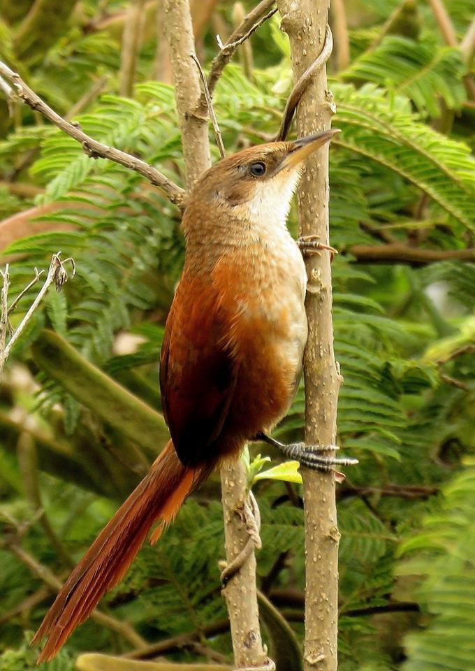 Chestnut-Backed Thornbird