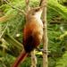 Chestnut-backed Thornbird - Photo (c) Manuel Roncal, some rights reserved (CC BY-NC), uploaded by Manuel Roncal