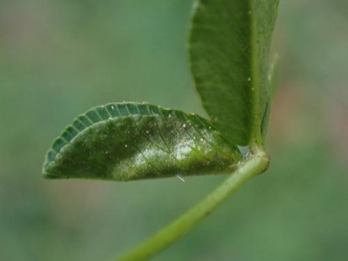Clover Leaf Midge