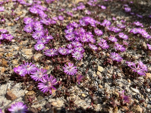 Image of Lampranthus debilis by (c) Charleen Brunke, some rights reserved (CC BY)
