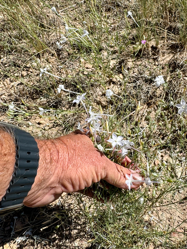 Image of Ipomopsis longiflora by (c) CK2AZ, some rights reserved (CC BY)