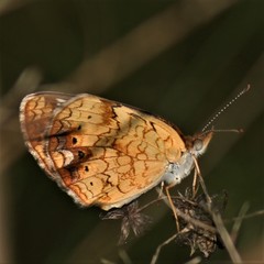 Phyciodes cocyta selenis