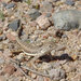 Arizona Zebratail Lizard - Photo (c) John Sullivan, some rights reserved (CC BY-NC), uploaded by John Sullivan