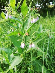 Symphytum officinale