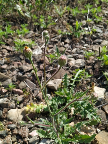 Stinking Hawk's-beard