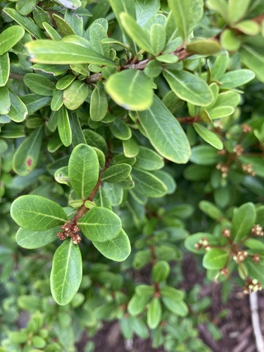 Viburnum obovatum