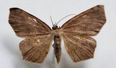 Metarranthis duaria