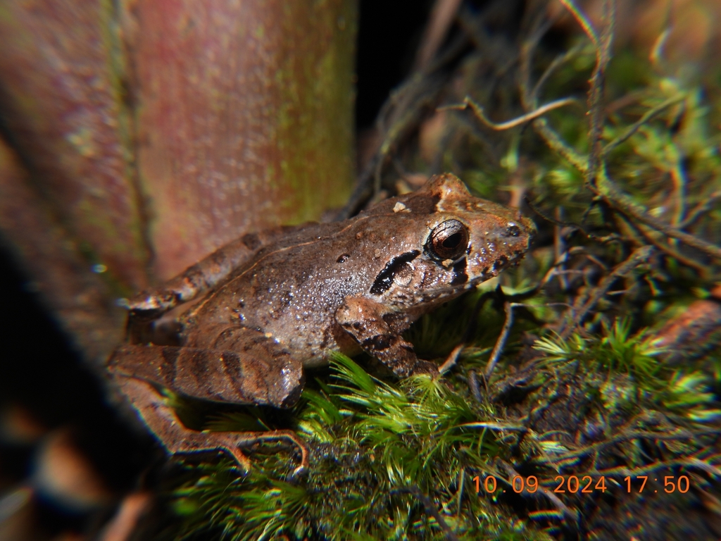 Bocourt's Robber Frog