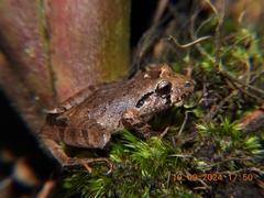 Bocourt's Robber Frog photo 1